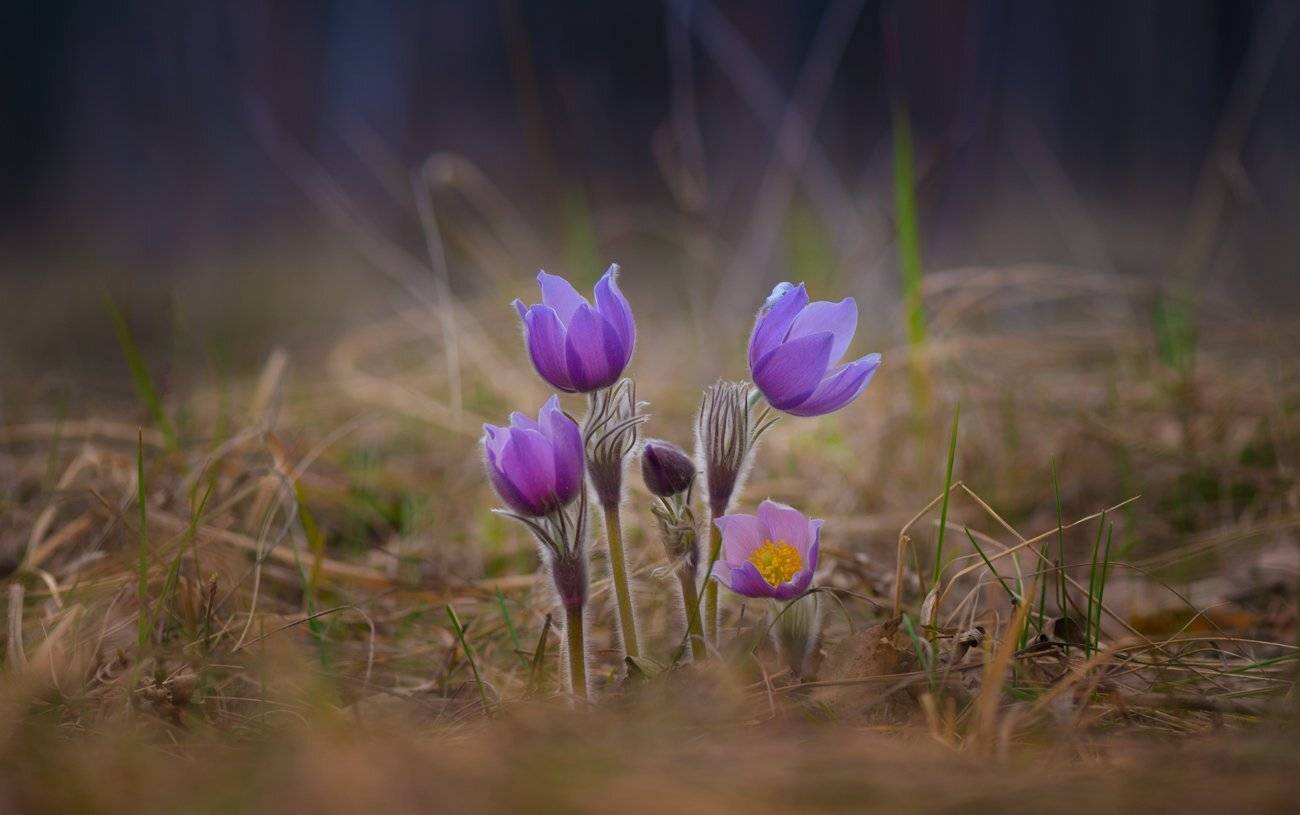 сон-трава, прострел, анемона, Галанзовская Оксана