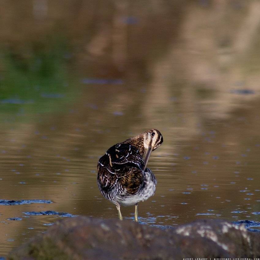 , Алексей Лобанов