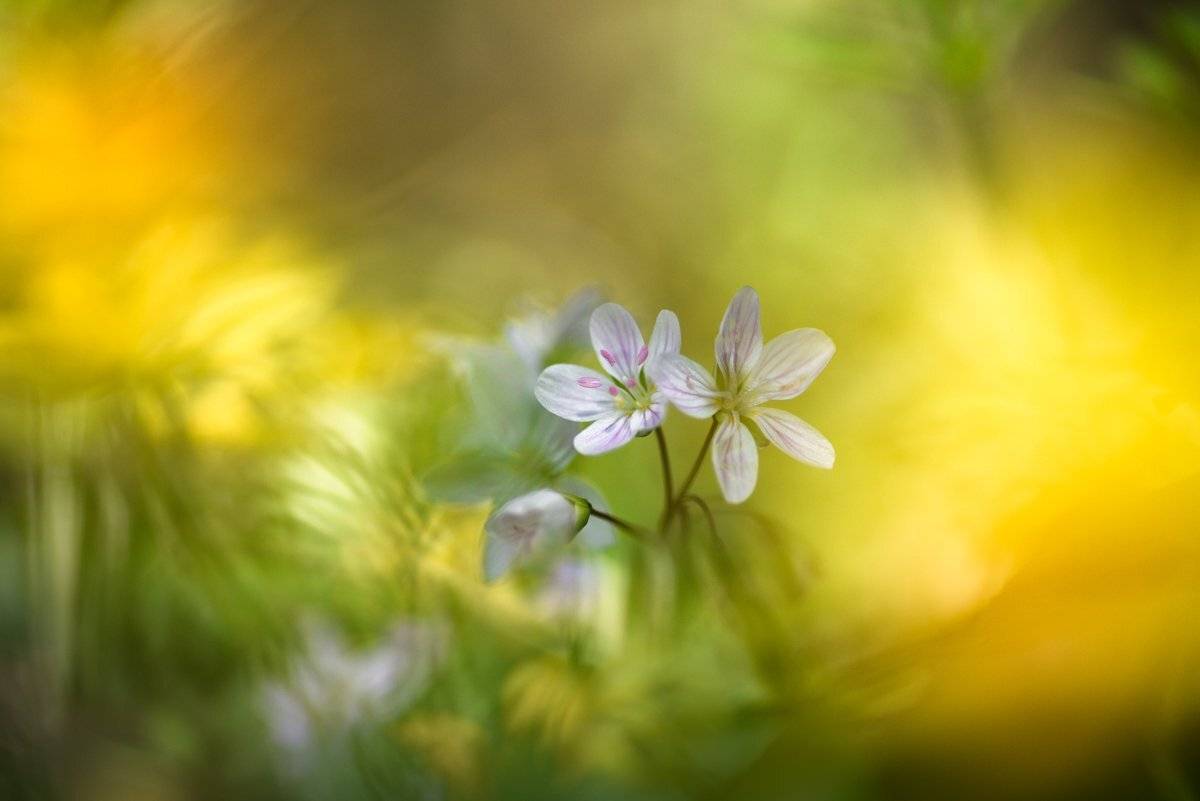 , Андрей Степанов