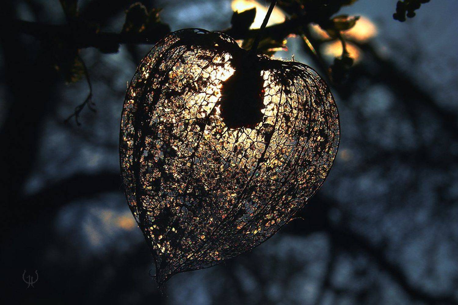 wake,macro,sony,light,time,delicate,mood,, Emerald Wake &copy;