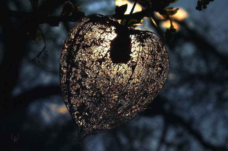 wake,macro,sony,light,time,delicate,mood, Actitud © фото превью