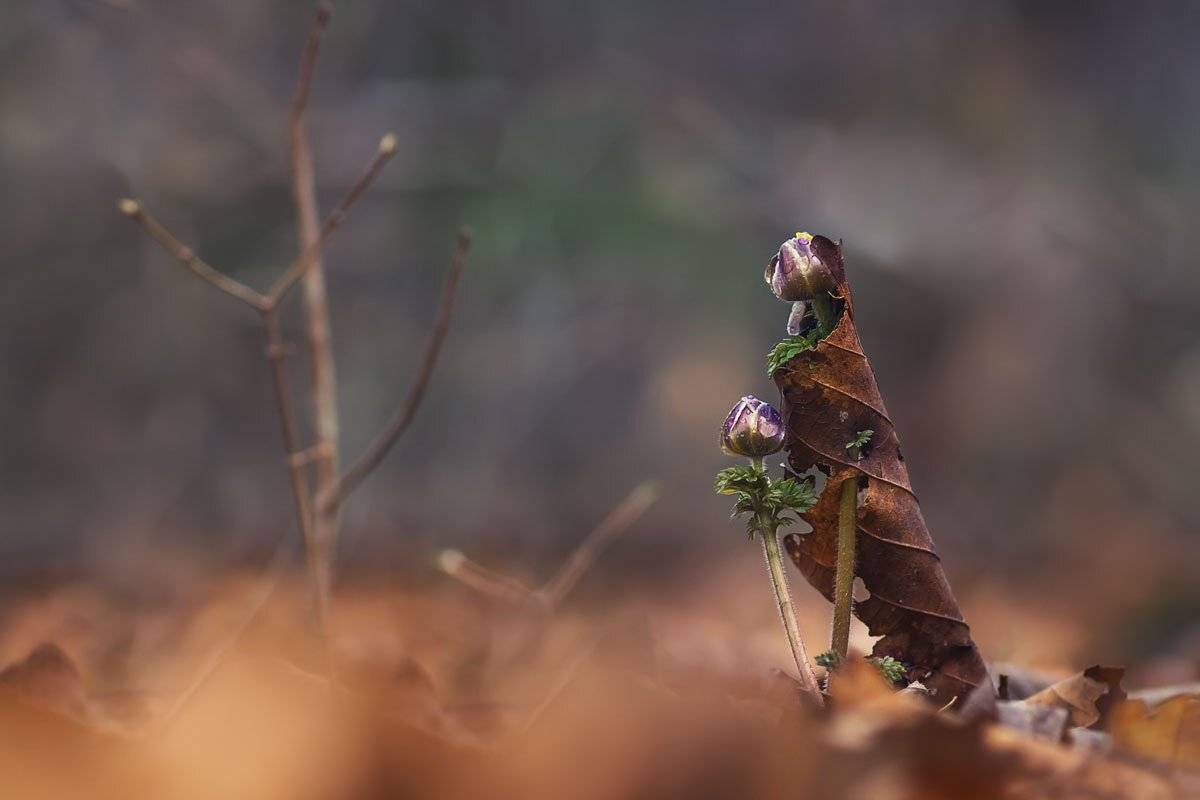 , Шинкарева Елена