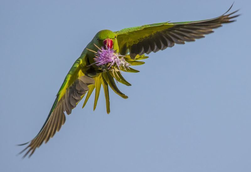 хроника пикирующего бомбардировщика фото превью