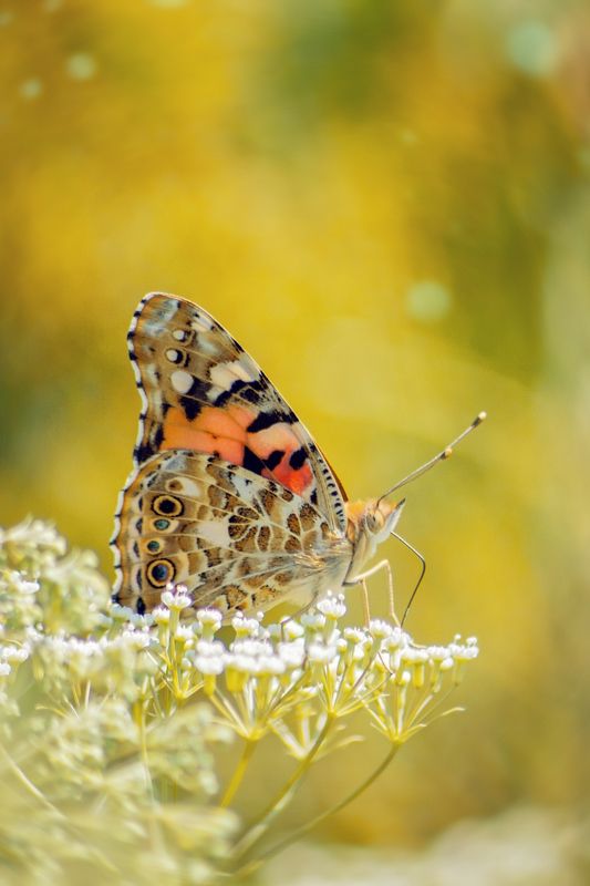 Мраморная красавица фото превью