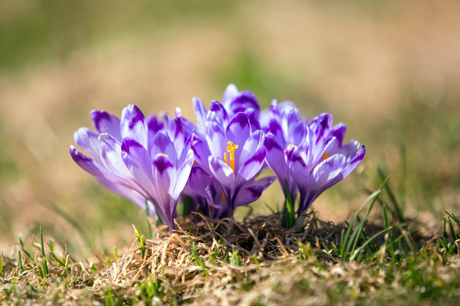 flower,nature,spring,beauty,colors,retezat,romania,, Marius Turc