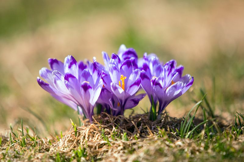 flower,nature,spring,beauty,colors,retezat,romania, Family фото превью