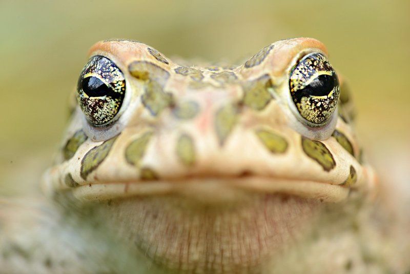 жаба зеленая камуфляж портрет текстура земля раскраска окрас пятнистая Зеленая жаба фото превью