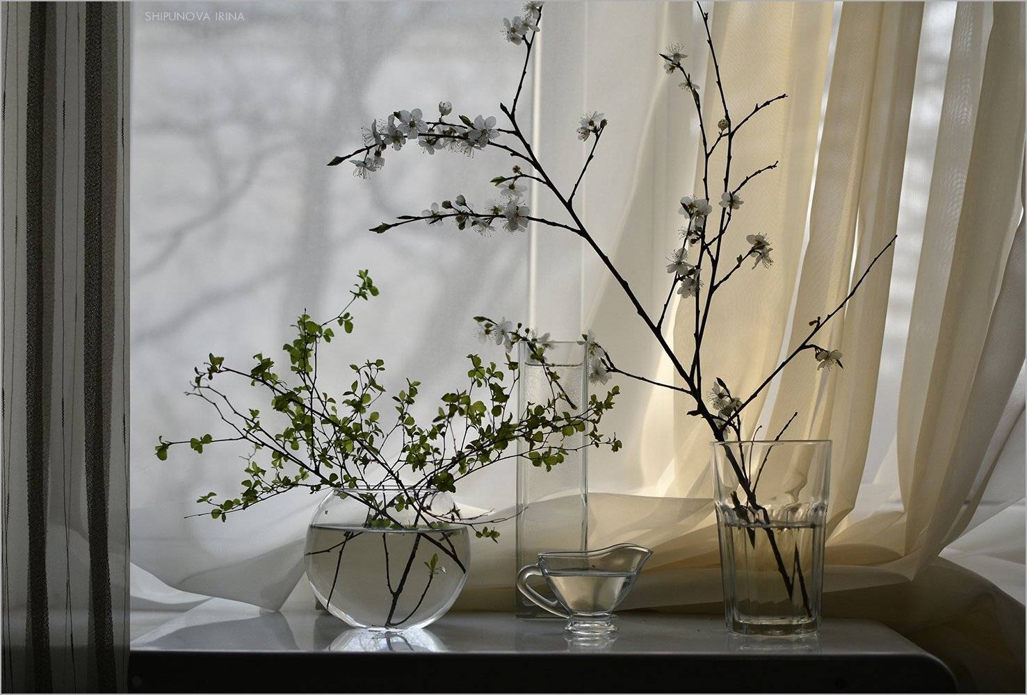 , Шипунова Ирина