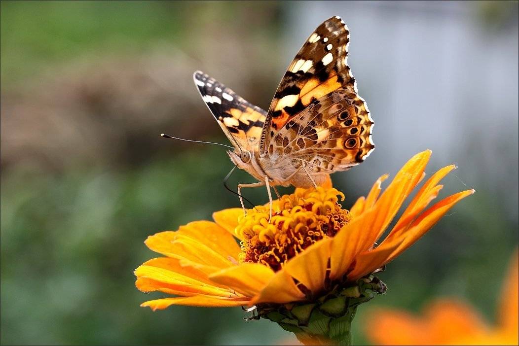 , Сергей Фудиненко