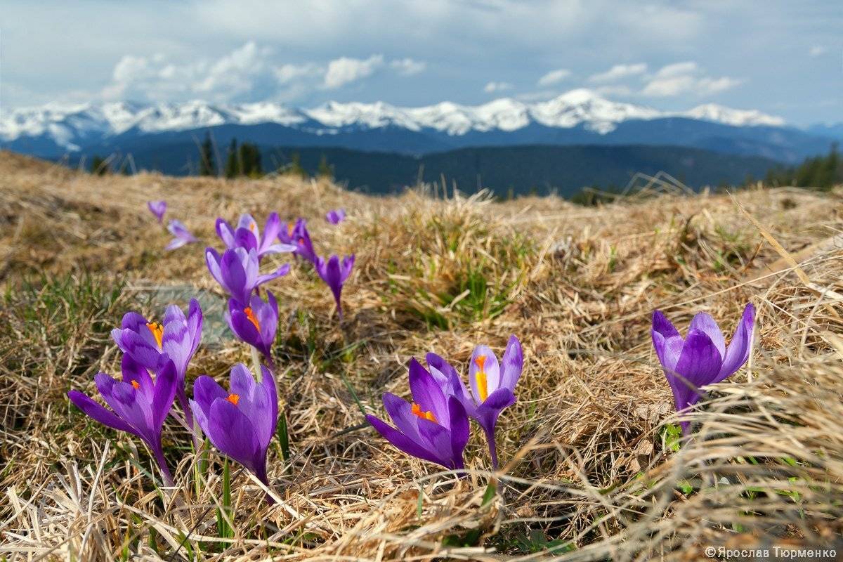 , Ярослав Тюрменко (Jaremi)