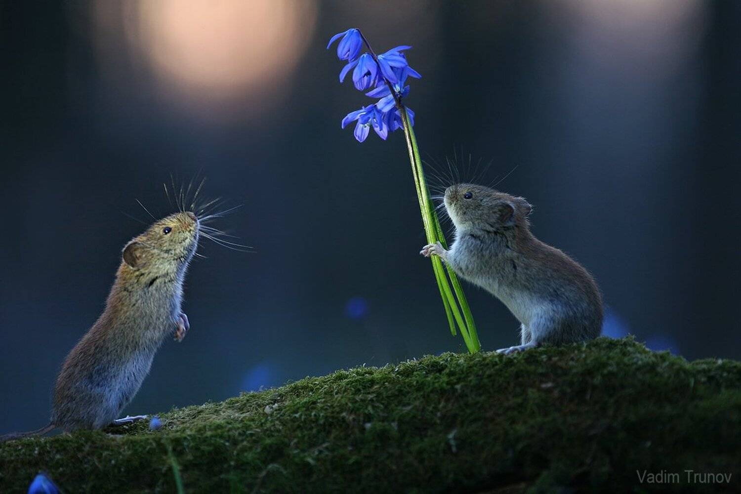 , Вадим Трунов