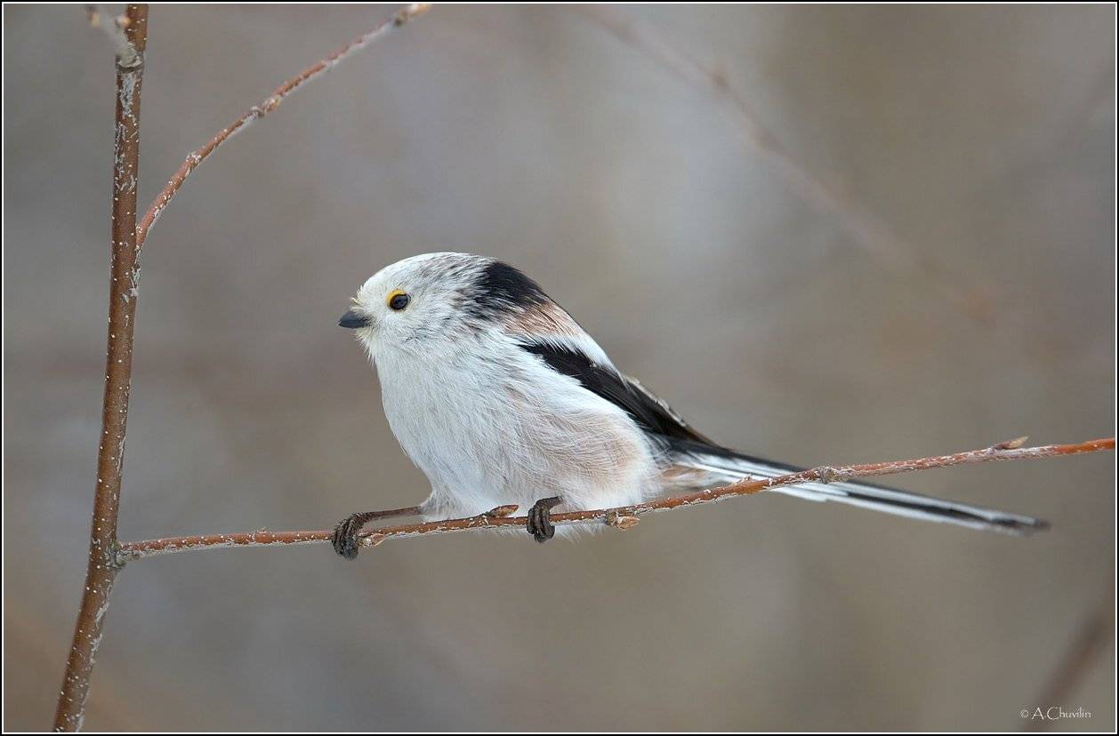 птица,ополовник,канатоходец, Александр Чувилин