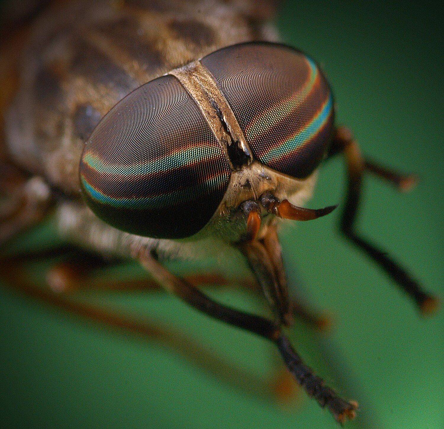 Макро, насекомое, пиксели, isamonov