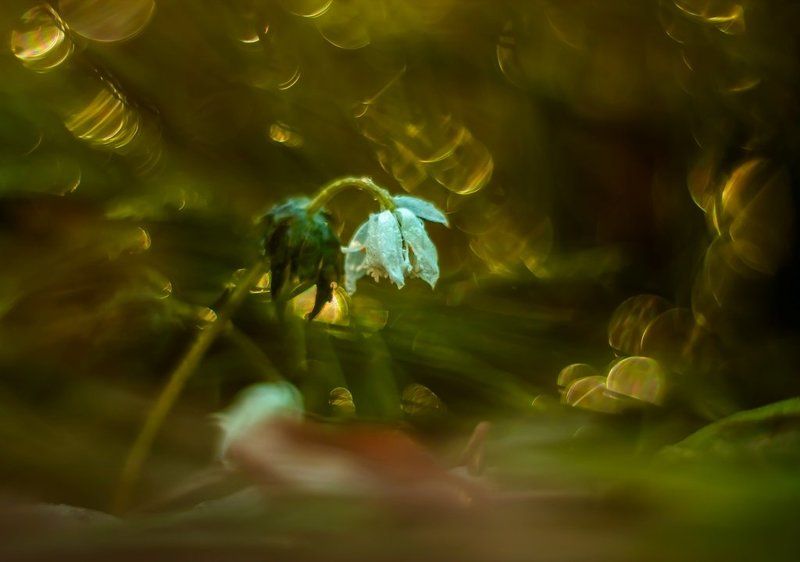Весна шагает по планете. фото превью