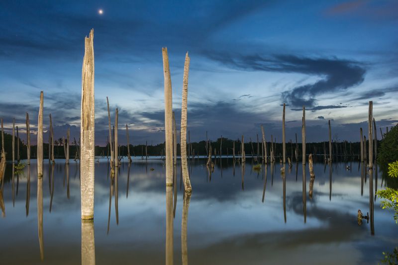 In the evening on the swamp фото превью