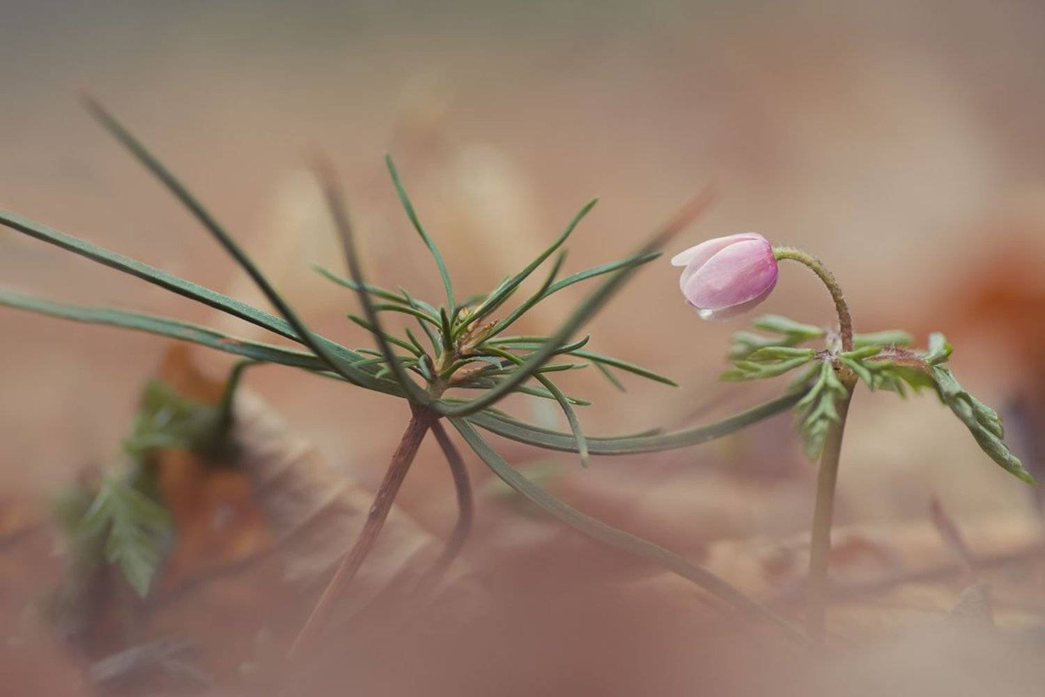 , Шинкарева Елена