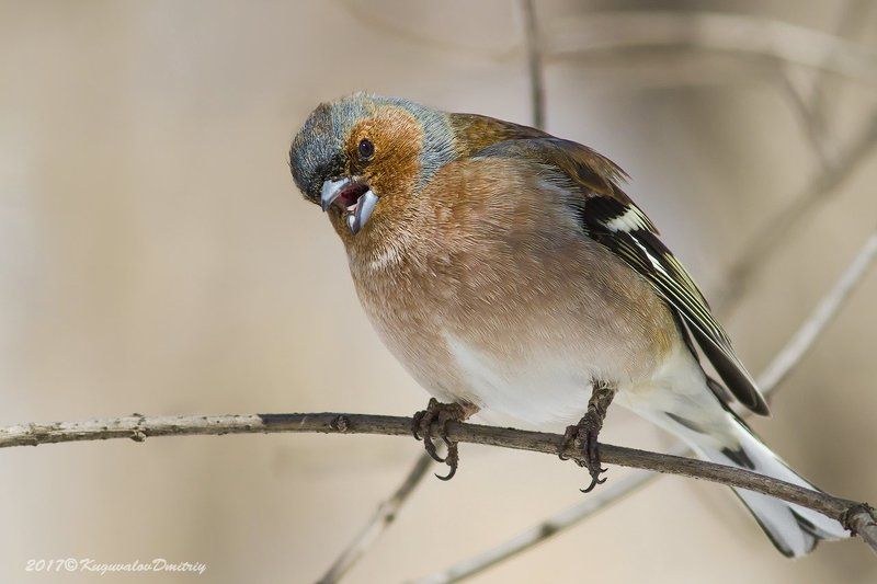Зяблик фото превью