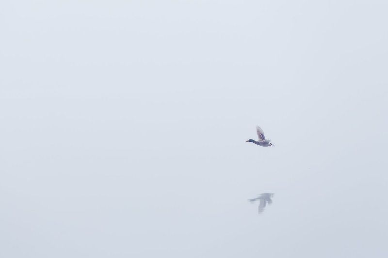 Утро туманное фото превью