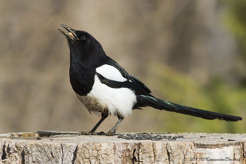 Сорока фото превью