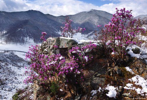 Где-то багульник (маральник) под снегом цветет...