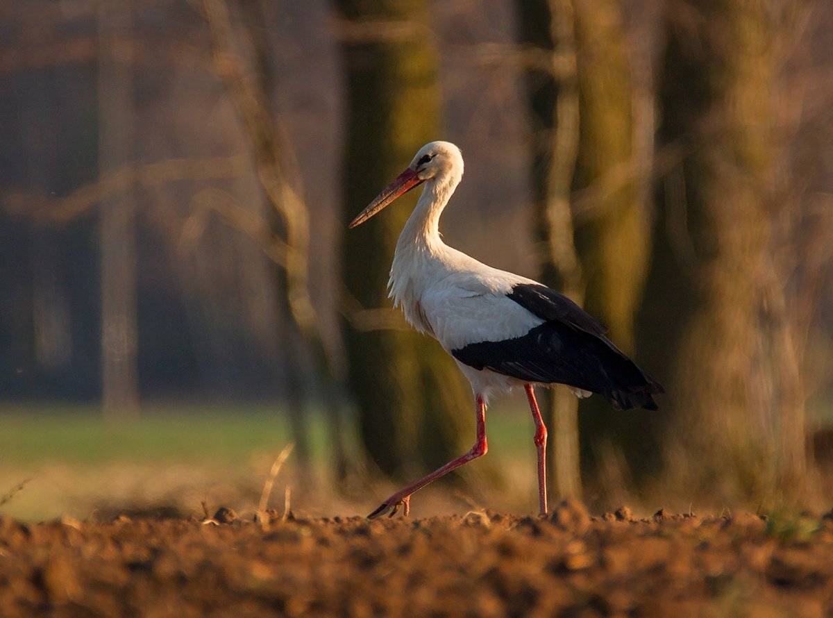 , Pawel Plucinski