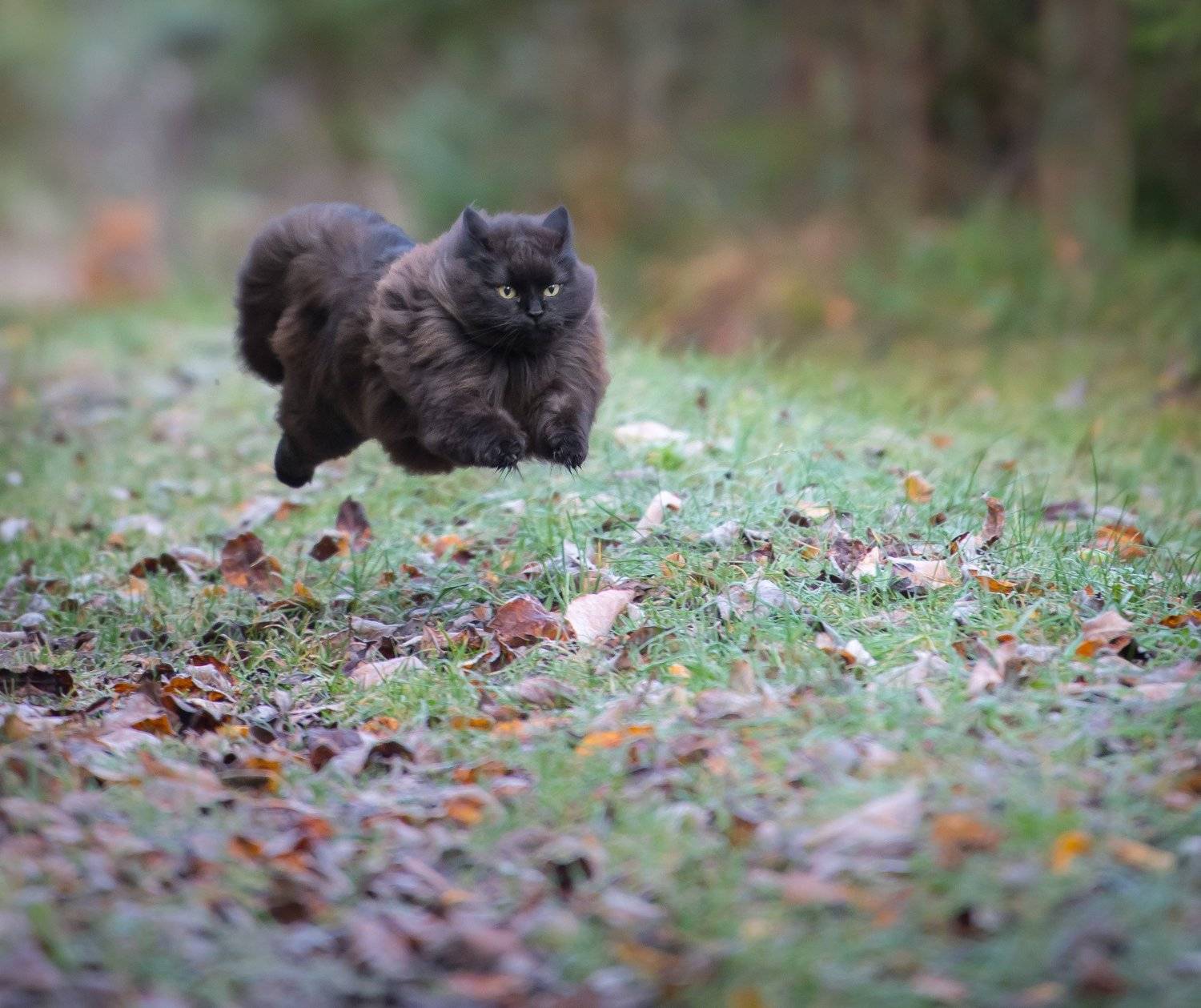 Cat, running, puffy, Jarkko J&auml;rvinen