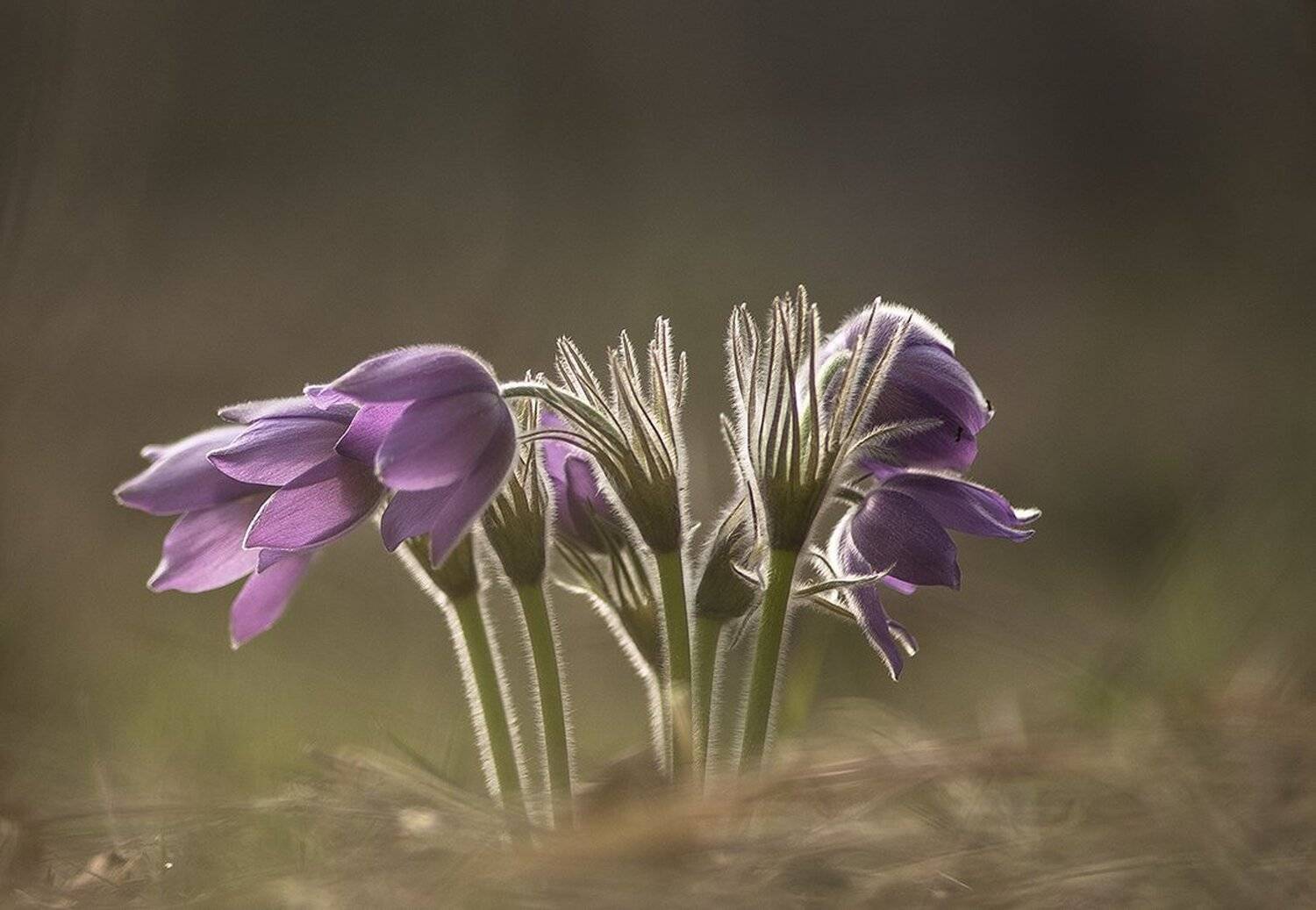 простлел, цветы, свет, цвет, сон трава, лес, весна, апрель, краски. воронеж, Геннадий Мещеряков