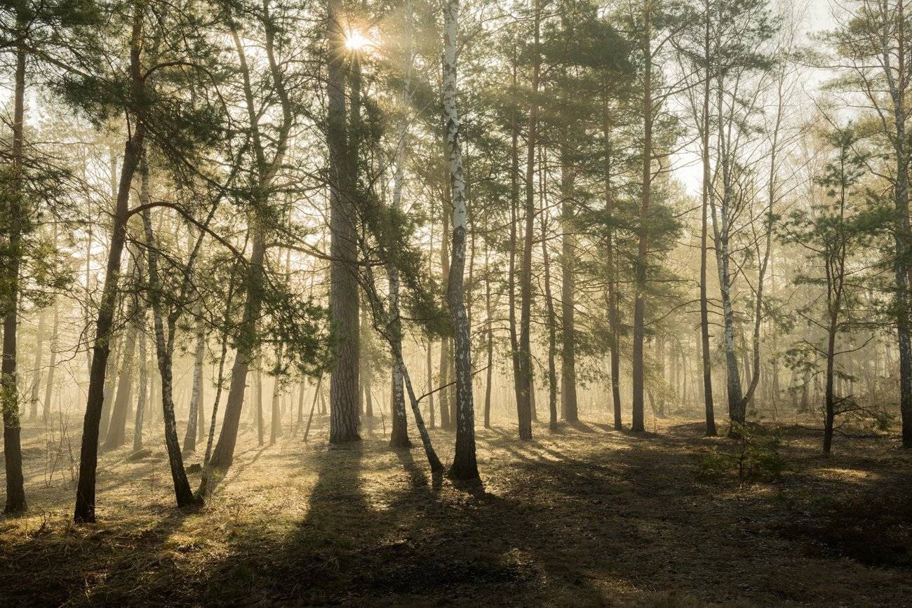 апрель, лес, туман, утро, Галанзовская Оксана