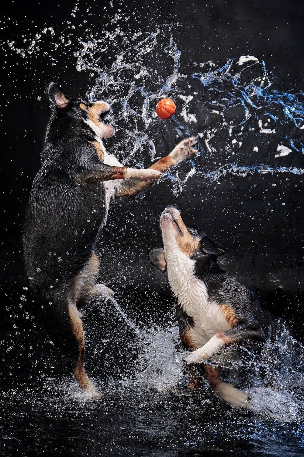 собаки, студия, энтлебухеры, Светлана Писарева