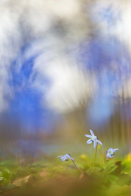 *** фото превью