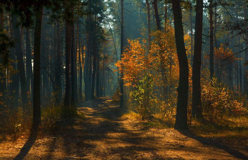 прогулка в осень фото превью