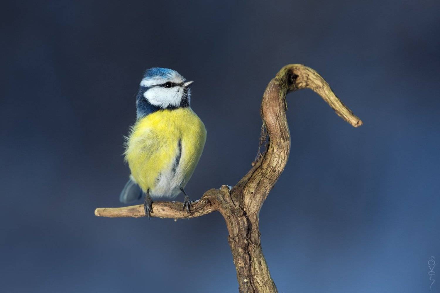 лазоревка (лат. cyanistes caeruleus), svet