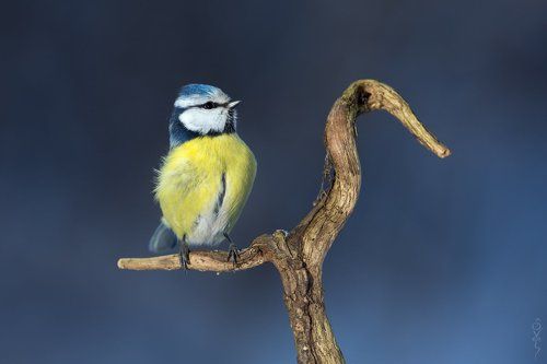 Равняйсь! Смирно!