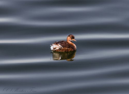 Little grebe