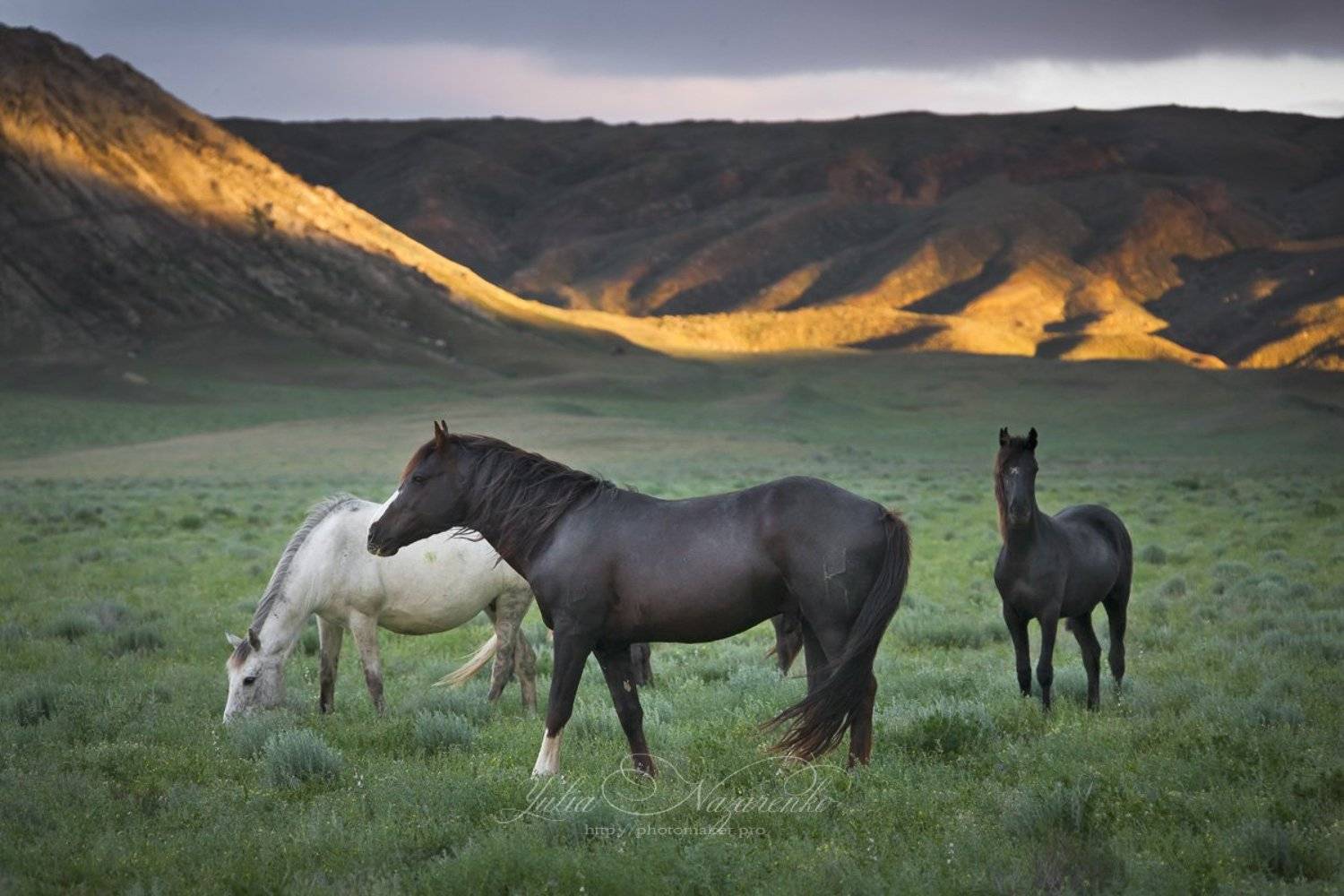 пейзаж, горы, лошади, horses, Казахстан, Мангистау, Мангышлак, landscape, mountains, Kazakhstan, Mangistau, Юлия Назаренко