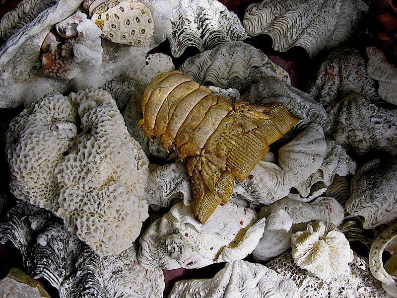 Натюрморт с островов Огасавара фото превью