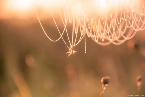 Попался, который кусался