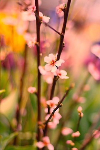 Sakura 桜