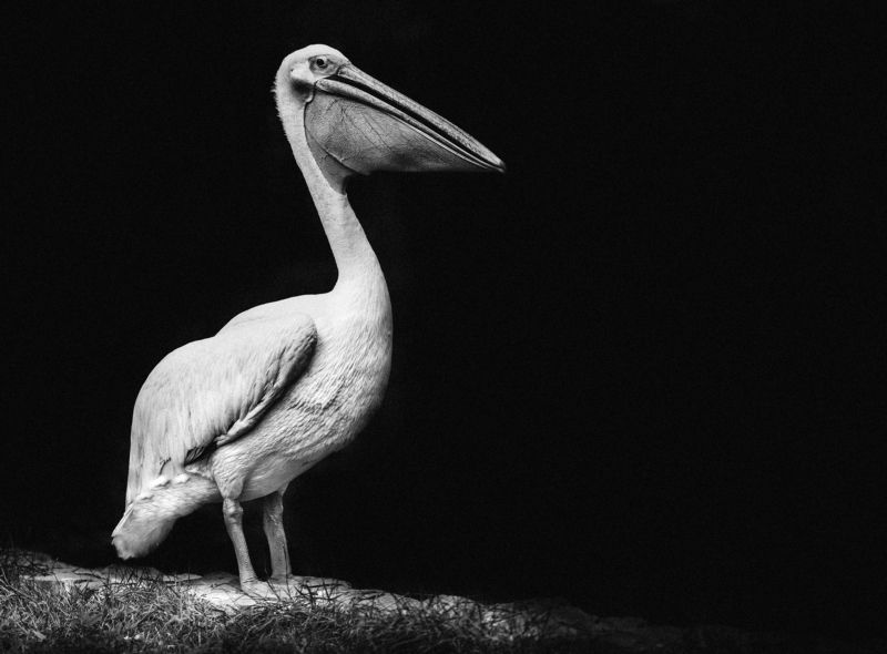 ПЕЛИКАН, ПТИЦА, ПОРТРЕТ, ЧЕРНО-БЕЛОЕ,  Black and White Portrait фото превью