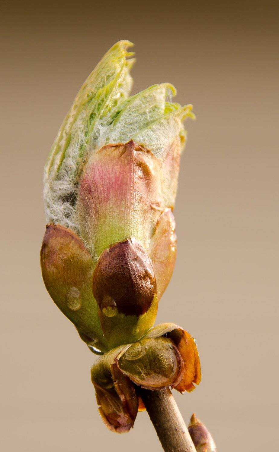 почка, каштан, индеец, капли, листья, весна, Ксения Соварцева