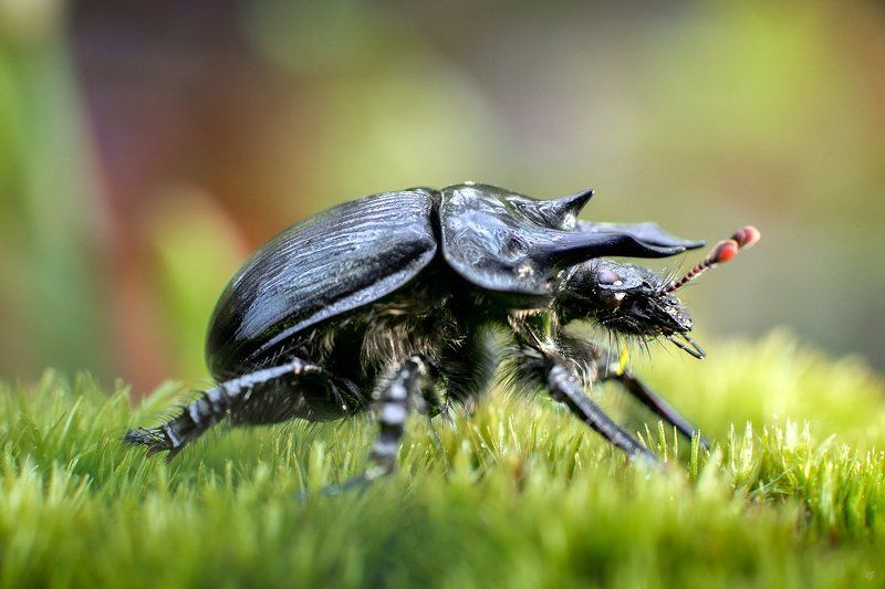 Minotaur beetle, beetle, wildlife, macro Minotaur beetle фото превью