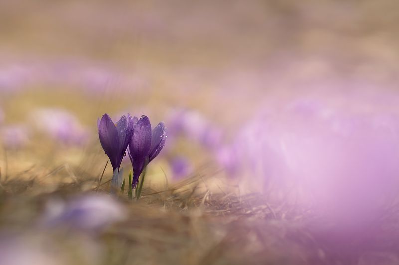 Purple explosion фото превью