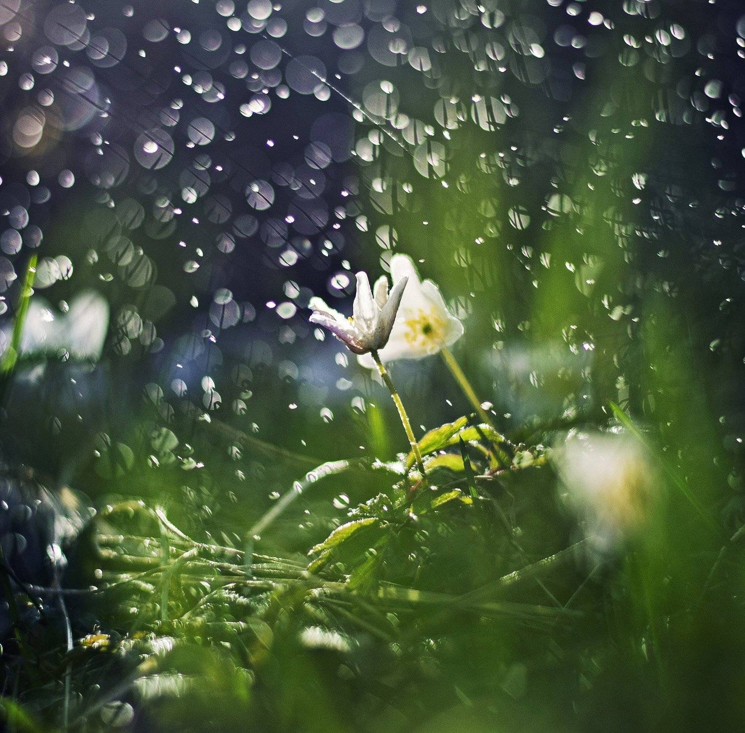 spring, green, purple, nature, flower, evening, nikon, blush, Diva