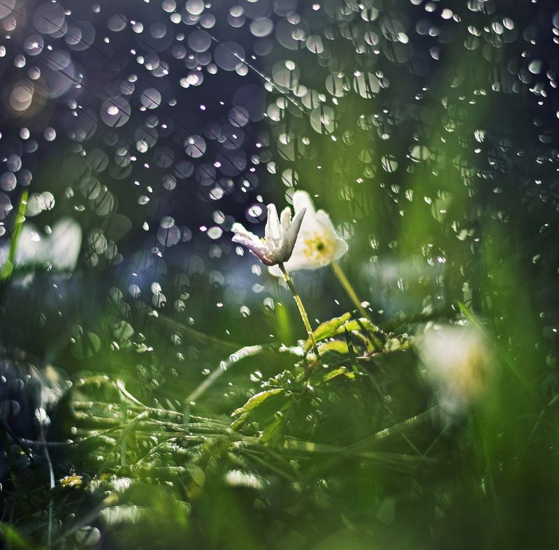 spring, green, purple, nature, flower, evening, nikon, blush Flower* фото превью