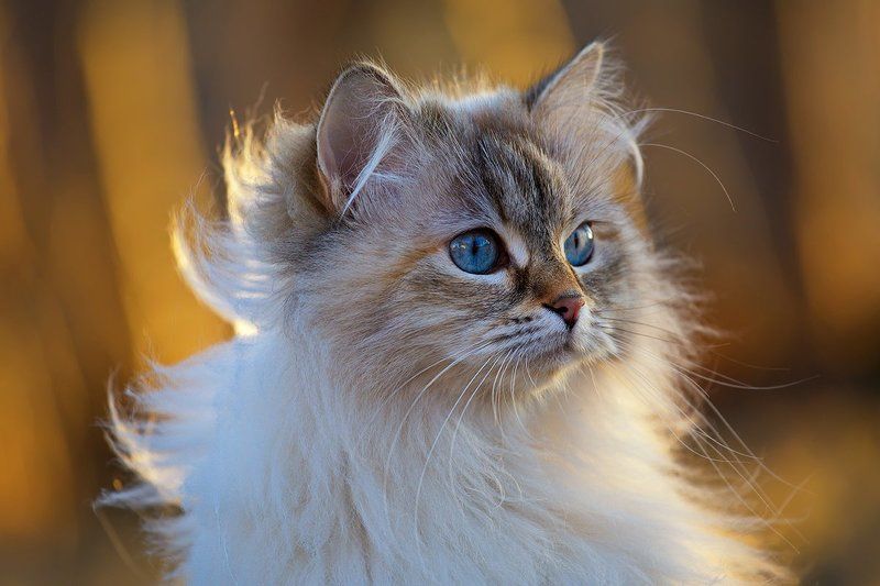 кот, кошка, животные, Весенняя прогулка фото превью