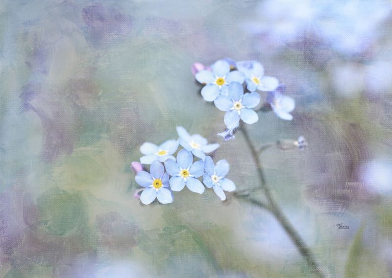 Я знаю, не забудешь меня ... фото превью