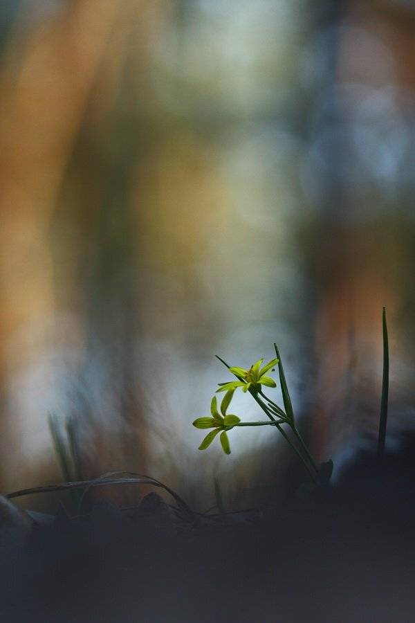гусиный, лук, жёлтый, gagea, lutea, самарский лес, Sergii Markov