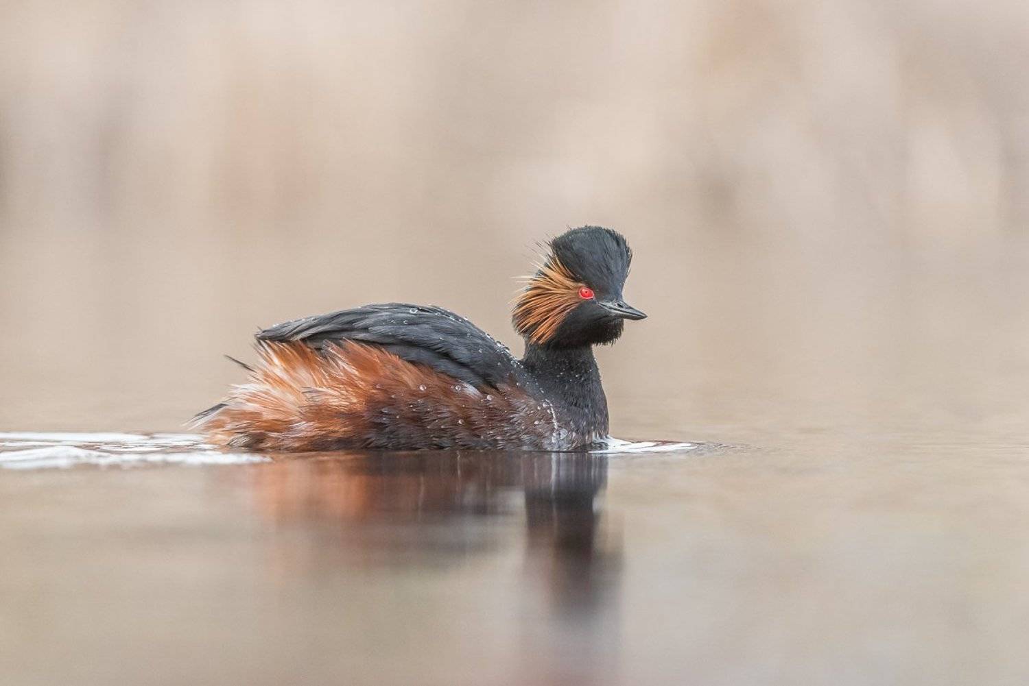 grebe, bird, Black-necked Grebe, Eared Grebe, Birder's Corner, Podiceps nigricollis, Dominik Chrzanowski