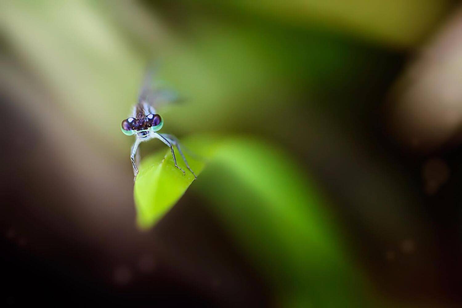 стрекоза, лист, свет, вон, макро, глаза, Юрий Котов