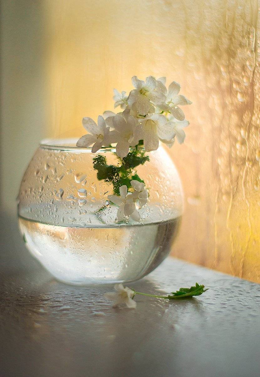 , Чернякова Анна